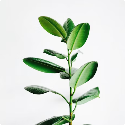 images about section
